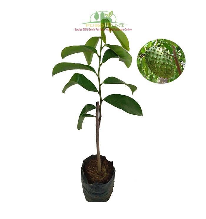 Gambar Bibit Tanaman Pohon Buah Sirsak Madu Jumbo Bibit Sirsak Ratu dari PUROTANI.ID Kab. Purworejo Tokopedia