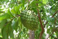 Gambar Bibit Tanaman Pohon Buah Sirsak Madu Jumbo Bibit Sirsak Ratu dari PUROTANI.ID Kab. Purworejo 2 Tokopedia