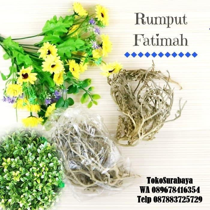 Rumput Fatimah Herbal Pelancar Persalinan