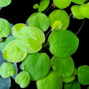 Frogbit plants Amazon atau katak halus tanaman air apung