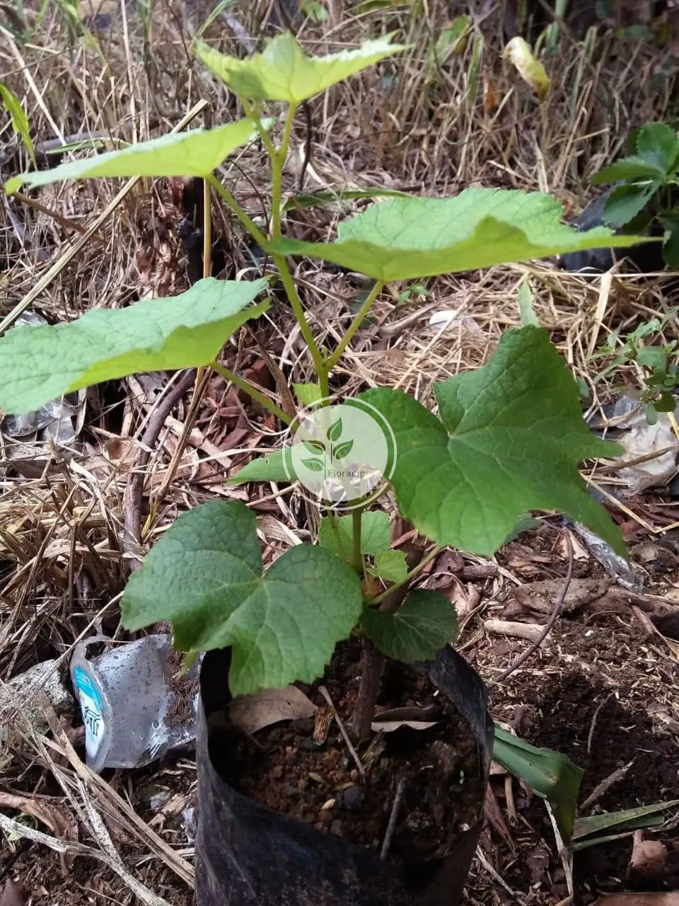 Bibit anggur hijau / pohon anggur hijau