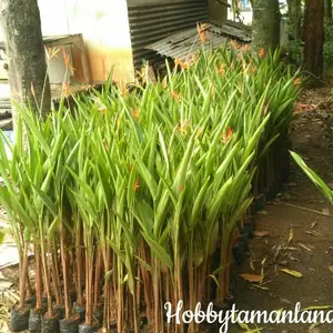 Tanaman Heliconia Tanaman Pisang Heliconia Tanaman Pisang-Pisangan