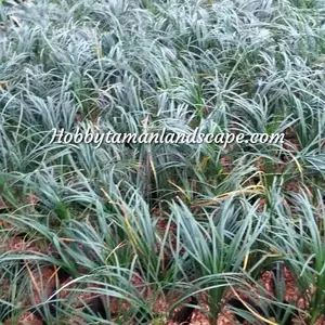 Tanaman Kucai Gondrong Tanaman Kucai Rumput Kucai Gondrong