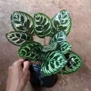 Tanaman Hias Calathea Makoyana - peacock plant