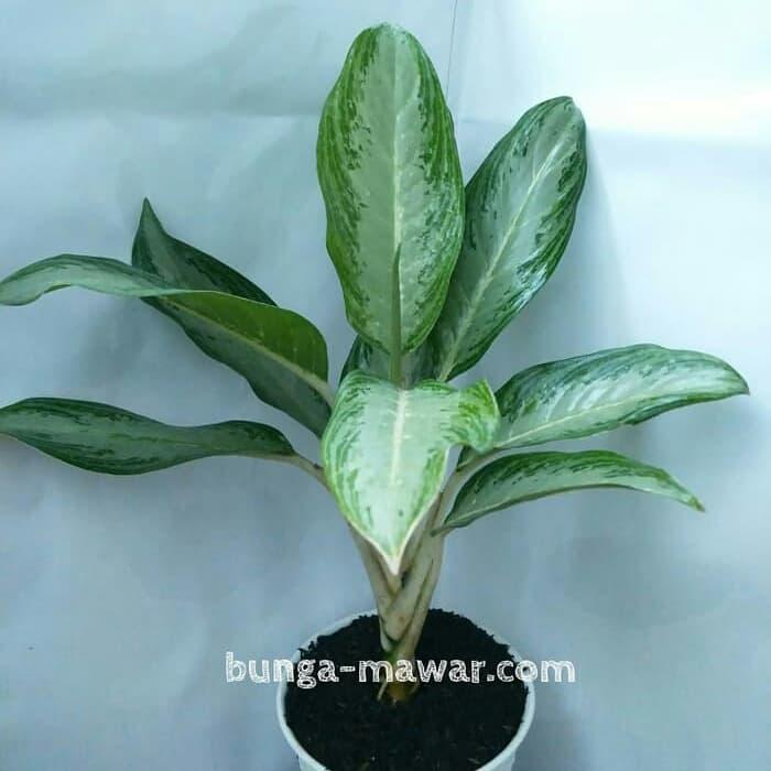 large hanging plant pots Hanging Planter