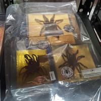 Gambar kulit awetan tarantula... dari spider lover petshop Kota Bandung 1 Tokopedia