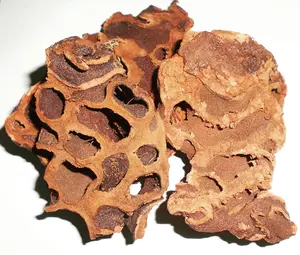 SARANG SEMUT PAPUA ASLI 100GR