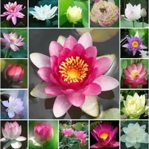 Bibit / Benih / Seeds Pink Lotus Biji Lotus Merah Muda Aquatic Plant