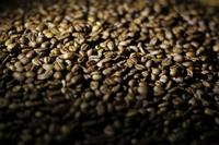 Gambar Kopi Arabica Gayo Wine 200gr V60, Aeropress, Chemex dari Kerta Koffie Roastery Kab. Karawang 3 Tokopedia