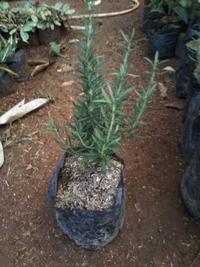 Gambar pohon rosemery/bibit rosemary tanaman pengusir nyamuk dari Ismatamanstore Kab. Bogor 3 Tokopedia