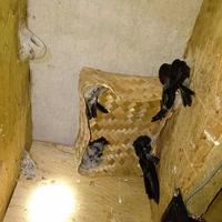 Gambar Besek Anyaman Bambu dari Suryaguna Store Kab. Tulungagung 2 Tokopedia