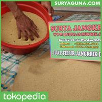 Gambar Telur Bibit Jangkrik Alam Kualitas Unggul Kemasan 1 Kg dari Suryaguna Store Kab. Tulungagung 3 Tokopedia
