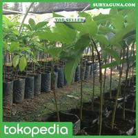 Gambar Jenis Alpukat Mentega Super Bisa Beli Disini dari Suryaguna Store Kab. Tulungagung 4 Tokopedia