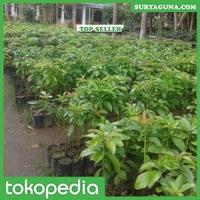Gambar Jenis Alpukat Mentega Super Bisa Beli Disini dari Suryaguna Store Kab. Tulungagung 3 Tokopedia