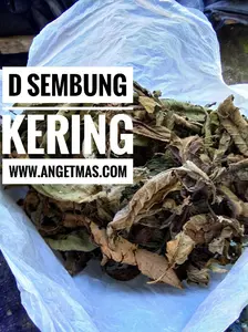 Daun Sembung Kering