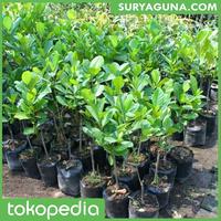 Gambar Bibit Jeruk Nipis Berkualitas Super dari Suryaguna Store Kab. Tulungagung 5 Tokopedia