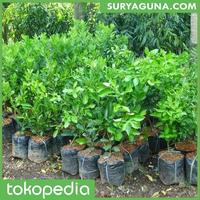 Gambar Bibit Jeruk Nipis Berkualitas Super dari Suryaguna Store Kab. Tulungagung 3 Tokopedia