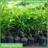 Gambar Bibit Jeruk Nipis Berkualitas Super dari Suryaguna Store Kab. Tulungagung 2 Tokopedia