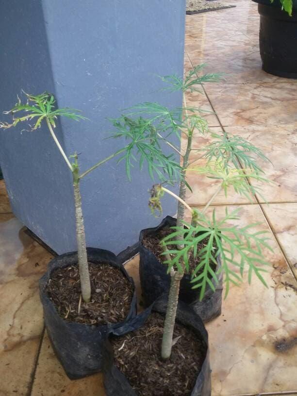 pohon betadine-Yodium-jarak-Pinisilin