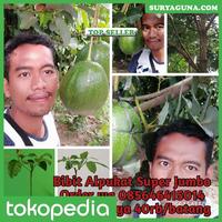 Gambar Alpukat Kendil Bandungan Beli Disini Murah dari Suryaguna Store Kab. Tulungagung 1 Tokopedia