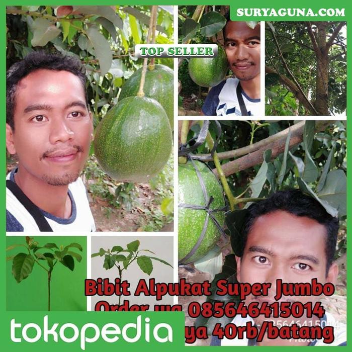 Gambar Alpukat Kendil Bandungan Beli Disini Murah dari Suryaguna Store Kab. Tulungagung Tokopedia