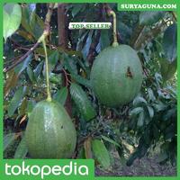Gambar Alpukat Kendil Bandungan Beli Disini Murah dari Suryaguna Store Kab. Tulungagung 2 Tokopedia