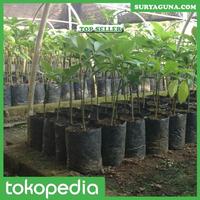 Gambar Keunggulan Alpukat Kendil Buah Super Jumbo Bisa Beli Disini dari Suryaguna Store Kab. Tulungagung 4 Tokopedia