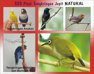 SSS 12cm diameter 8 mm Tangkringan Jepit Natural