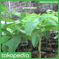 Gambar Budidaya Alpukat Mentega Miki Silahkan Beli Disini dari Suryaguna Store Kab. Tulungagung 4 Tokopedia