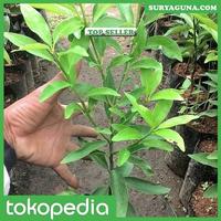Gambar Jual Bibit Jeruk Nagami dari Suryaguna Store Kab. Tulungagung 4 Tokopedia
