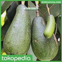 Gambar Benih Alpukat Aligator dari Suryaguna Store Kab. Tulungagung 4 Tokopedia