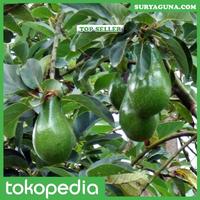 Gambar Alpukat Miki Depok Kualitas Unggul Silahkan Beli Disini dari Suryaguna Store Kab. Tulungagung 2 Tokopedia