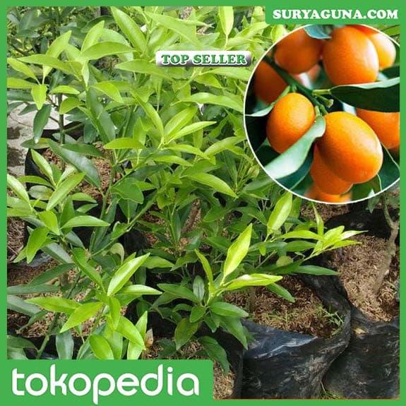 Gambar Jual Bibit Jeruk Nagami dari Suryaguna Store Kab. Tulungagung Tokopedia