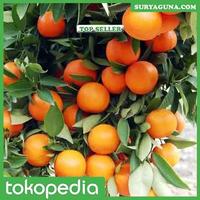 Gambar Jual Bibit Jeruk Nagami dari Suryaguna Store Kab. Tulungagung 2 Tokopedia