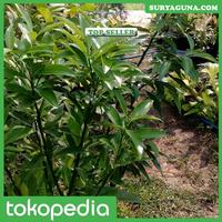Gambar Jual Bibit Jeruk Nagami dari Suryaguna Store Kab. Tulungagung 5 Tokopedia