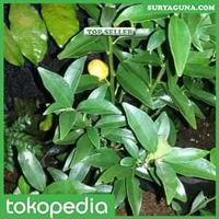 Gambar Jual Bibit Jeruk Nagami dari Suryaguna Store Kab. Tulungagung 3 Tokopedia