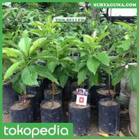 Gambar Budidaya Alpukat Mentega Miki Silahkan Beli Disini dari Suryaguna Store Kab. Tulungagung 5 Tokopedia