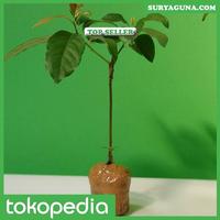 Gambar Benih Alpukat Aligator dari Suryaguna Store Kab. Tulungagung 3 Tokopedia