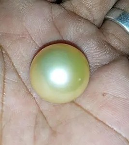 Mutiara laut jumbo besar asli lombok , mutiara laut lombok asli mewah