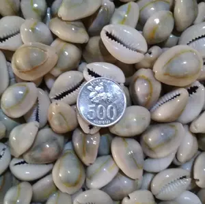Biji congklak ukuran besar, per 100 pcs