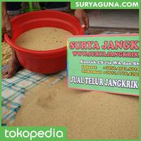 Gambar telur jangkrik alam dijamin berkualitas dari Suryaguna Store Kab. Tulungagung 4 Tokopedia
