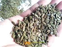 Gambar Benih albasia(sengon laut) dari PUROTANI.ID Kab. Purworejo 3 Tokopedia