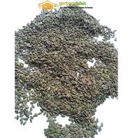 Gambar Benih albasia(sengon laut) dari PUROTANI.ID Kab. Purworejo 5 Tokopedia