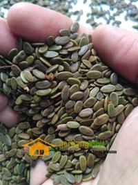 Gambar Benih albasia(sengon laut) dari PUROTANI.ID Kab. Purworejo 2 Tokopedia