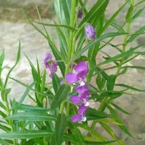 Tanaman Bunga Lavender Pengusir Nyamuk