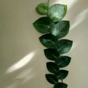 Tanaman Dolar Rambat di dinding Jumbo Daun Besar