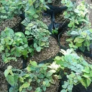 Tanaman Rambat di tembok Dolar Mini