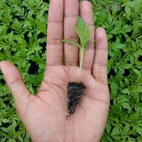 Gambar Tray semai isi 128 dari URBANFARM Kab. Malang 3 Tokopedia