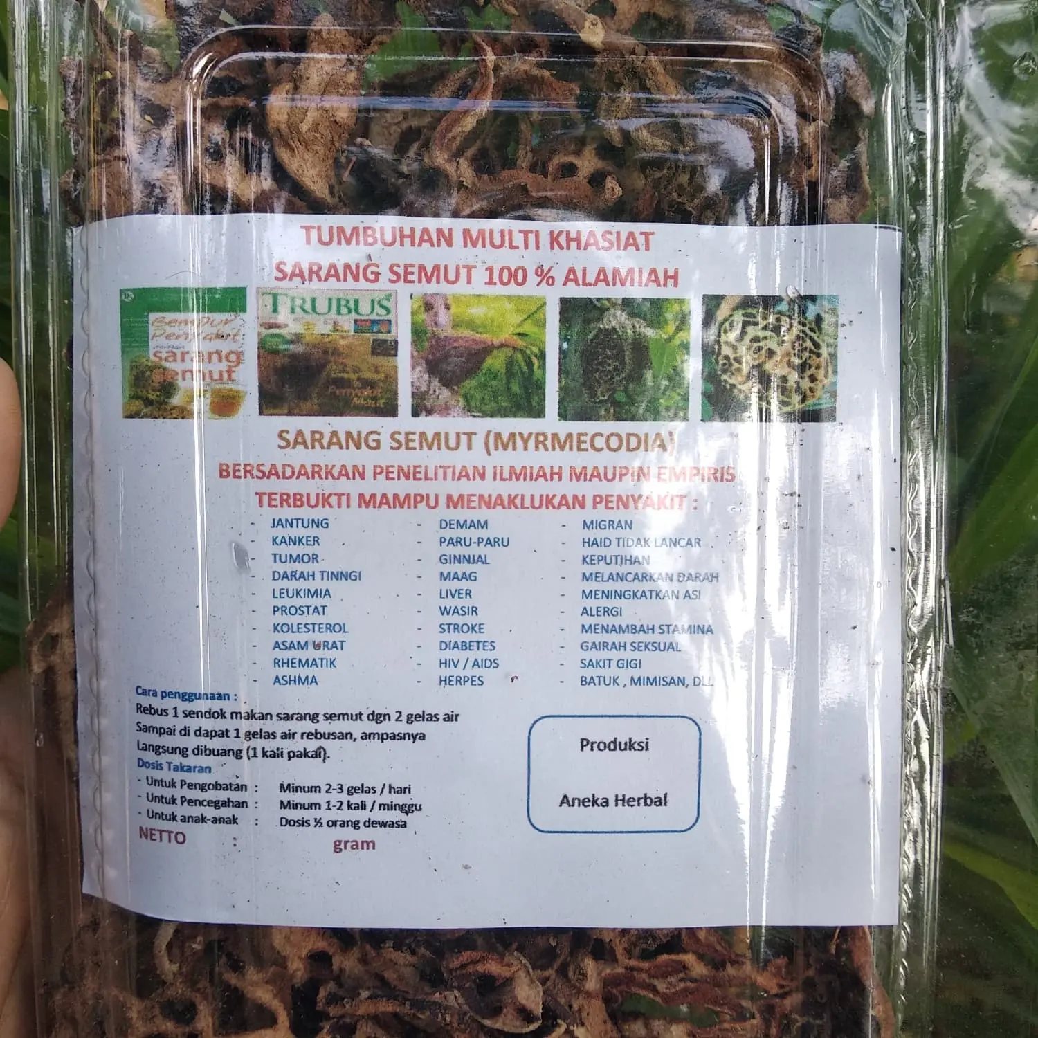 Herbal Sarang Semut Kalimantan ( MYRMECODIA )