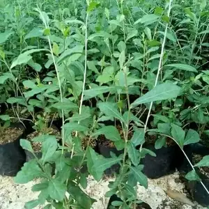 Tanaman Menjuntai Li Kwan yu atau Lee kwan yew